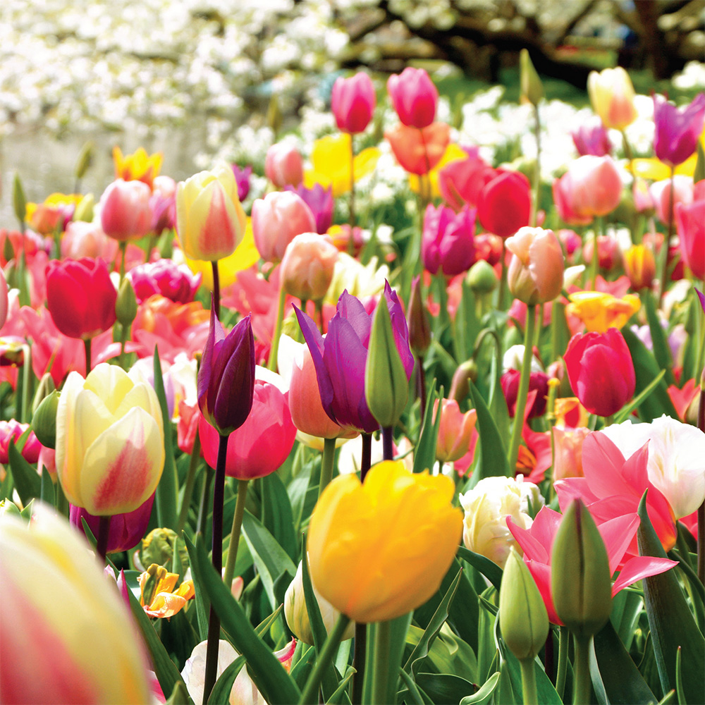 Planting-bulbs-for-flowers-all-year-round